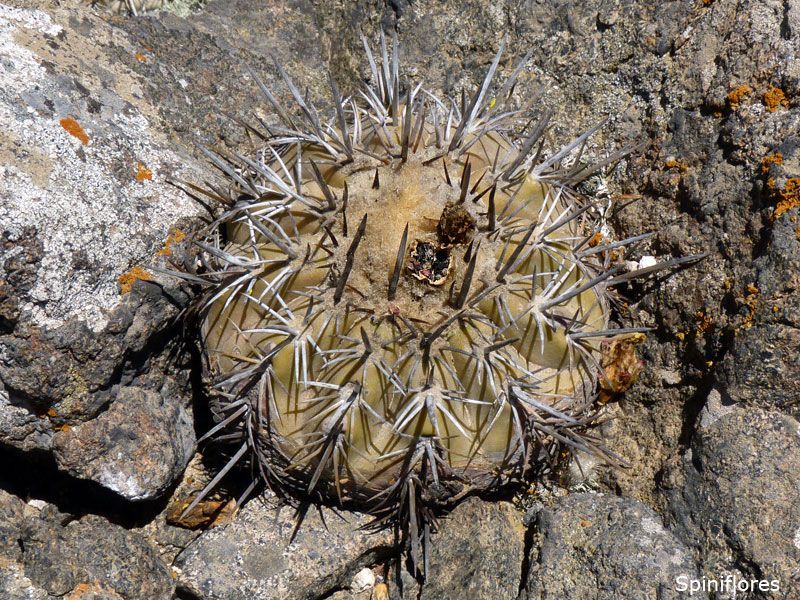 Cactus and Succulent Field Number Query